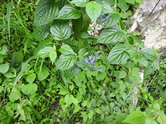 Salvia connivens