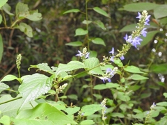 Salvia connivens
