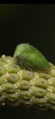 Membracidae