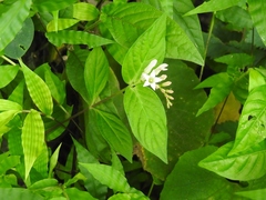 Spigelia humboldtiana
