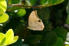 Prepona laertes