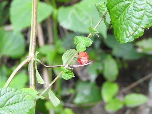 Cuphea intermedia (Cuphea intermedia)