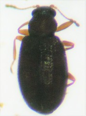 Melanophthalma