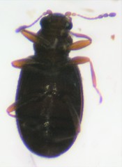 Melanophthalma