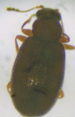 Melanophthalma