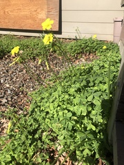 Oxalis pes-caprae