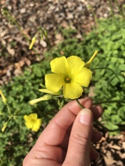 Oxalis pes-caprae