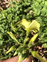 Oxalis pes-caprae