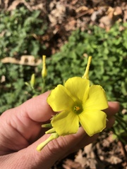 Oxalis pes-caprae