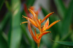 Heliconia psittacorum