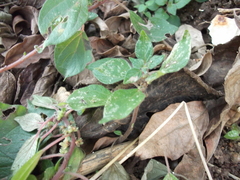 Lepidoptera