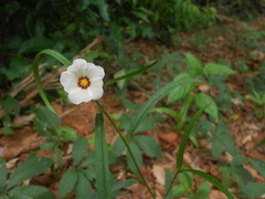 Sida linifolia