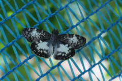 Chiomara asychis