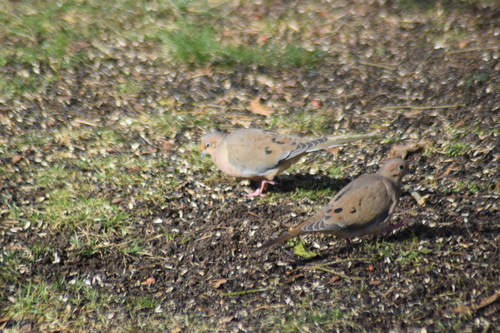 Mourning Dove photographed in Delaware