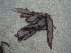 Blastophyllis calliblepharoides