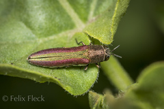 Agrilus rubrovittatus