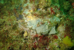 Phorbas californianus
