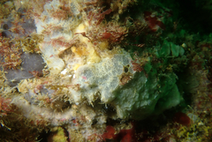Phorbas californianus