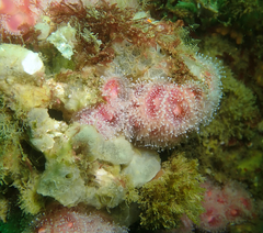 Phorbas californianus