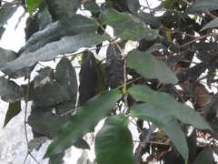 Calyptranthes chiapensis