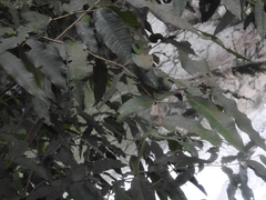 Calyptranthes chiapensis