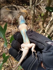 Sceloporus melanorhinus