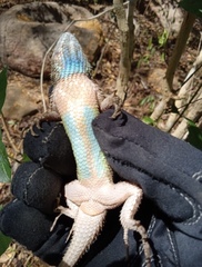 Sceloporus melanorhinus