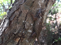 Sceloporus melanorhinus