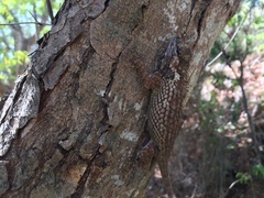 Sceloporus melanorhinus