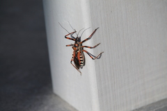 Rhynocoris punctiventris