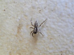 Menemerus bivittatus