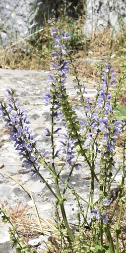 Salvia pratensis