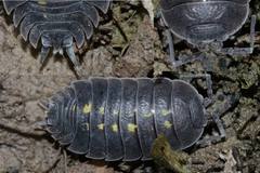 Porcellio spinipennis