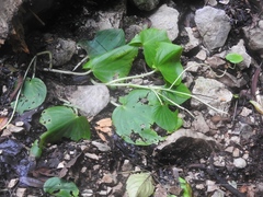 Peperomia lanceolatopeltata