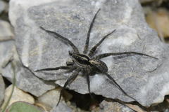 Pardosa blanda