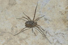Mitopus glacialis