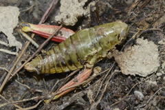 Epipodisma pedemontana