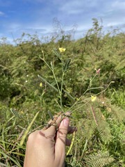 Aeschynomene sensitiva