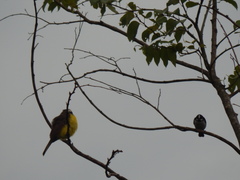 Megarynchus pitangua