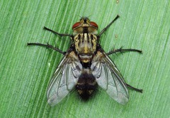 Exorista thula