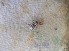 Menemerus bivittatus