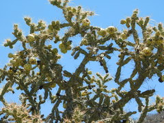 Cylindropuntia calmalliana