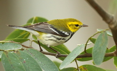 Setophaga virens