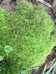 Bryophyta