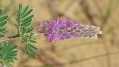 Dalea villosa