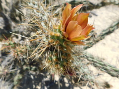Cylindropuntia calmalliana