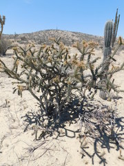 Cylindropuntia calmalliana