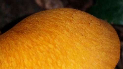 southern jack-o'-lantern