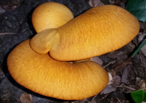 southern jack-o'-lantern