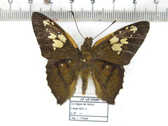 Nascus phocus